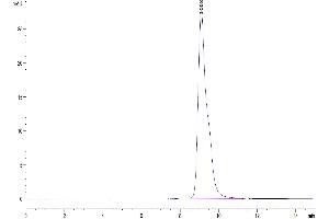 Size-exclusion chromatography-High Pressure Liquid Chromatography (SEC-HPLC) image for Leukocyte-Associated Immunoglobulin-Like Receptor 1 (LAIR1) (AA 22-141) protein (His tag) (ABIN7275122)