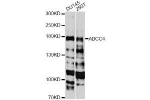 Western blot analysis of extracts of various cell lines, using ABCC4 antibody. (ABCC4 Antikörper  (AA 495-705))