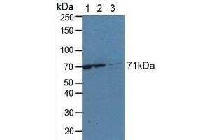 Figure. (KARS Antikörper  (AA 323-553))