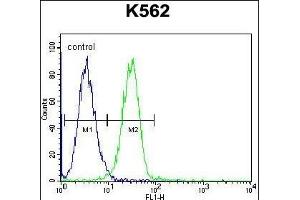 UL1 Antibody (N-term) 1907a flow cytometric analysis of K562 cells (right histogram) compared to a negative control cell (left histogram). (UAP1L1 Antikörper  (N-Term))