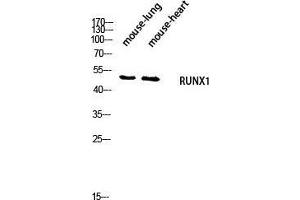 Western Blot (WB) analysis of Mouse Lung Mouse Heart lysis using RUNX1 antibody.