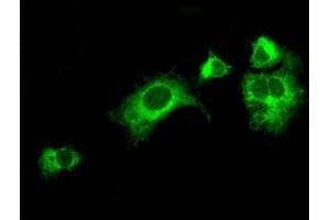 Anti-LOX mouse monoclonal antibody (ABIN2453264) immunofluorescent staining of COS7 cells transiently transfected by pCMV6-ENTRY LOX (RC213323). (LOX Antikörper  (AA 22-168))