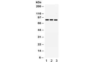 Western blot testing of 1) rat brain, 2) rat liver, 3) human MCF7 and 4) HeLa lysate with MNAT1 antibody. (MNAT1 Antikörper  (AA 92-278))