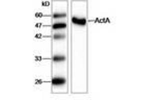 Image no. 1 for anti-Listeria Monocytogenes ActA (AA 117-278) antibody (ABIN791621) (Listeria Monocytogenes ActA (AA 117-278) Antikörper)