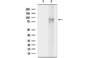 anti-Leucine-Rich Repeats and Guanylate Kinase Domain Containing (LRGUK) antibody