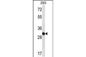 Western blot analysis in 293 cell line lysates (35ug/lane).