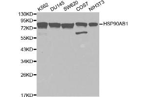 Western blot analysis of extracts of various cell lines, using HSP90AB1 antibody.