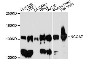 Western blot analysis of extracts of various cell lines, using NCOA7 antibody (ABIN6291593) at 1:3000 dilution. (NCOA7 Antikörper)