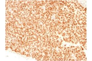 Immunohistochemistry (IHC) image for anti-NK2 Homeobox 2 (Nkx2-2) (AA 1-119) antibody (ABIN6940201)
