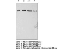 Image no. 1 for anti-Prostaglandin F Receptor (FP) (PTGFR) antibody (ABIN2450569) (PTGFR Antikörper)