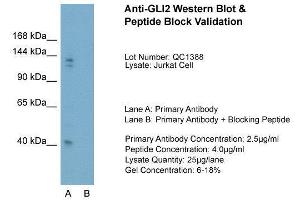 Host:  Rabbit  Target Name:  GLI2  Sample Type:  Jurkat  Lane A:  Primary Antibody  Lane B:  Primary Antibody + Blocking Peptide  Primary Antibody Concentration:  2. (GLI2 Antikörper  (Middle Region))