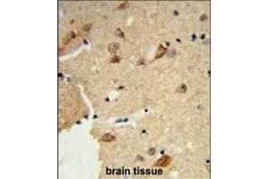 Formalin-fixed and paraffin-embedded human brain tissue reacted with DTX4 Antibody (N-term), which was peroxidase-conjugated to the secondary antibody, followed by DAB staining. (Deltex Homolog 4 Antikörper  (N-Term))