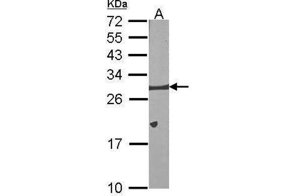 BCL2L1 Antikörper