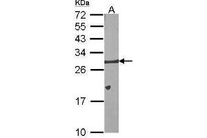 WB Image Sample (30 ug of whole cell lysate) A:NIH-3T3 12% SDS PAGE antibody diluted at 1:1000 (BCL2L1 Antikörper)