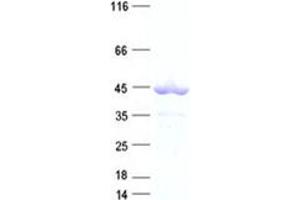 Western Blotting (WB) image for Sialidase 2 (Cytosolic Sialidase) (NEU2) protein (His tag) (ABIN2732039)