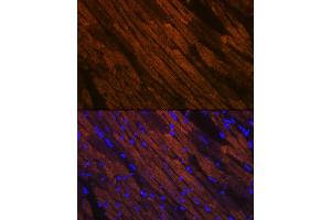 Immunofluorescence (IF) image for anti-Myosin Heavy Chain 7, Cardiac Muscle, beta (MYH7) antibody (ABIN7268750)