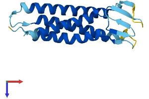 PMP22 Protein (AA 1-160) (His tag)