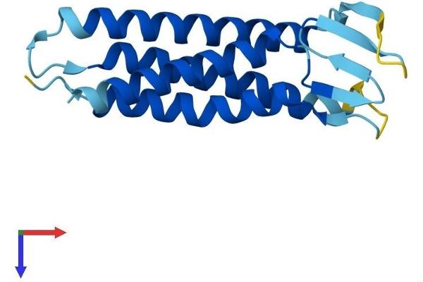 PMP22 Protein (AA 1-160) (His tag)
