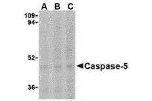 Western blot analysis of Caspase-5 in Ramos cells with AP30199PU-N Caspase-5 antibody at (A) 0. (CASP5 Antikörper  (N-Term))