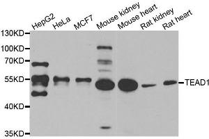 Western blot analysis of extracts of various cell lines, using TEAD1 antibody. (TEAD1 Antikörper)