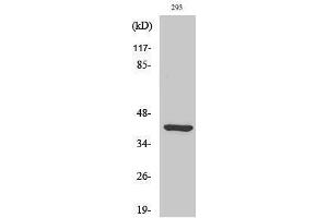 Western Blotting (WB) image for anti-Ethanolamine Kinase 2 (ETNK2) (Internal Region) antibody (ABIN3175032) (Ethanolamine Kinase 2 Antikörper  (Internal Region))