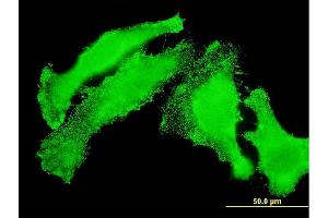 Immunofluorescence of monoclonal antibody to TAOK3 on HeLa cell. (TAO Kinase 3 Antikörper  (AA 809-898))