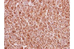 Immunohistochemistry (IHC) image for anti-Bone Morphogenetic Protein 4 (BMP4) antibody (ABIN2854883)