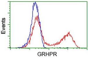 HEK293T cells transfected with either RC200963 overexpress plasmid (Red) or empty vector control plasmid (Blue) were immunostained by anti-GRHPR antibody (ABIN2453971), and then analyzed by flow cytometry. (GRHPR Antikörper)