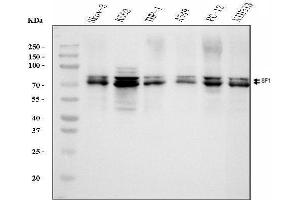Western blot analysis of splicing factor 1 using anti-splicing factor 1 antibody (ABIN7600193).