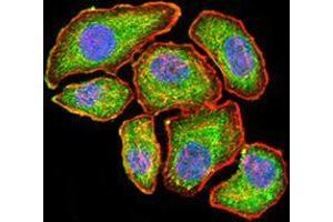 Immunofluorescence (IF) image for anti-Vascular Endothelial Growth Factor A (VEGFA) (AA 207-371) antibody (ABIN5542403)