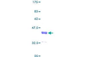 TCEAL1 Protein (AA 1-159) (GST tag)