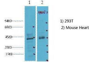 Western Blot (WB) analysis of 1) 293T, 2) Mouse Heart tissue, diluted at 1:2000. (CDX2 Antikörper)