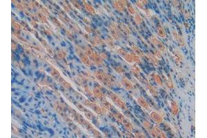 IHC-P analysis of Mouse Stomach Tissue, with DAB staining. (TLR4 Antikörper  (AA 26-269))