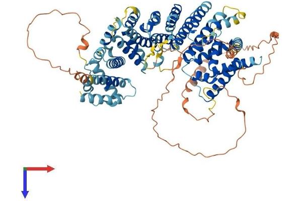 LINS Protein (AA 1-757) (His tag)