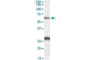 SLC47A1 polyclonal antibody  (0. (SLC47A1 Antikörper)