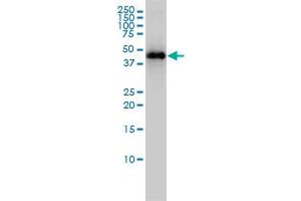 Keratin 33B antibody  (AA 1-404)