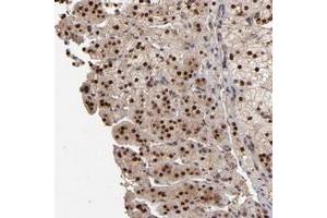 Immunohistochemical staining of human adrenal gland with EAPP polyclonal antibody  shows strong nuclear positivity in cortical cells. (EAPP Antikörper)