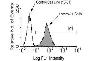 Either the TK-1 cell line (Lpam-1 expressing) or the 18-81 MuLV-transformed pre-B cell line (Lpam-1 negative) was labeled with Lpam-1 monoclonal antibody, clone DATK32  and then stained with goat anti-rat IgG-FITC.