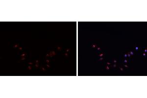 ABIN6269094 staining HepG2? (C-JUN Antikörper  (N-Term))