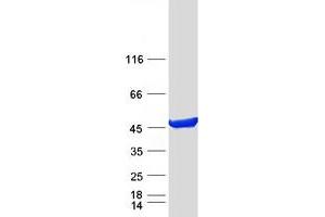Western Blotting (WB) image for phosphoribosylaminoimidazole Carboxylase, phosphoribosylaminoimidazole Succinocarboxamide Synthetase (PAICS) (Transcript Variant 2) protein (Myc-DYKDDDDK Tag) (ABIN2728164)