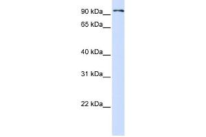 WB Suggested Anti-PCDHB13 Antibody Titration:  0. (PCDHB13 Antikörper  (Middle Region))