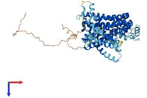SLC11A2 Protein (AA 1-568) (His tag)