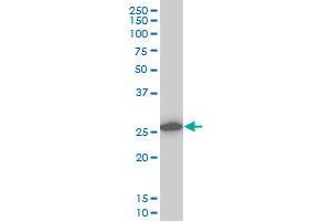 Western Blotting (WB) image for anti-Calpain, Small Subunit 1 (CAPNS1) (AA 172-260) antibody (ABIN560162)