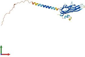 Protein Structure (PS) image for Tumor Necrosis Factor (Ligand) Superfamily, Member 8 (TNFSF8) (AA 1-234) protein (His tag) (ABIN7544659)