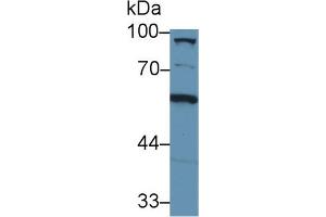 Western Blot; Sample: Mouse Liver lysate; Primary Ab: 1µg/ml Rabbit Anti-Mouse C8a Antibody Second Ab: 0. (C8A Antikörper  (AA 21-300))