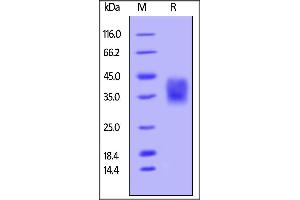 SDS-PAGE (SDS) image for CD47 (CD47) (AA 19-139) (Active) protein (His tag,AVI tag) (ABIN4949217)