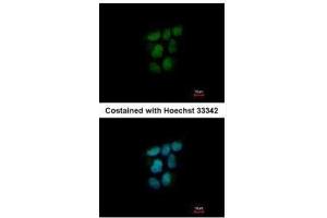 Immunofluorescence (IF) image for anti-Nuclear Receptor Subfamily 0, Group B, Member 2 (NR0B2) antibody (ABIN2856933)