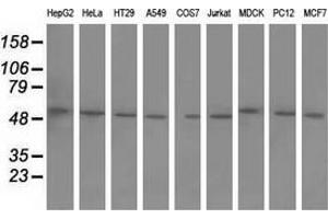 Western blot analysis of extracts (35 µg) from 9 different cell lines by using anti-BTN1A1 monoclonal antibody. (BTN1A1 Antikörper)