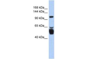 Western Blotting (WB) image for anti-Leucine Rich Repeat Containing 8 Family, Member B (LRRC8B) antibody (ABIN2463917) (LRRC8B Antikörper)
