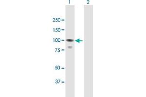 Western Blot analysis of CALCOCO1 expression in transfected 293T cell line by CALCOCO1 MaxPab polyclonal antibody. (CALCOCO1 Antikörper  (AA 1-691))